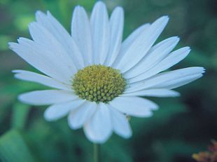 Shasta Daisy
