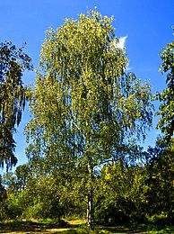 Birch