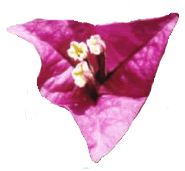 Bougainvillea