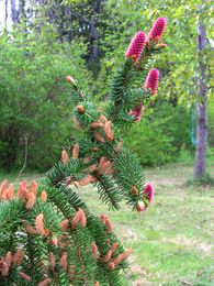 Spruce
