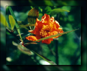 Pomegranate