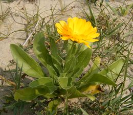 Calendula