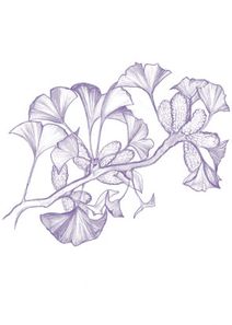 Ginkgo