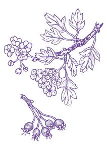 Holy-Thorn