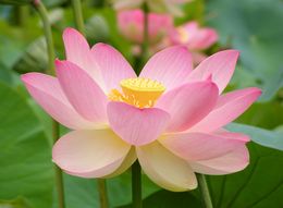 Lotus Flower