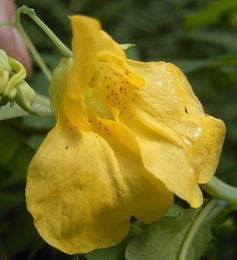Touch-Me-Not Balsam