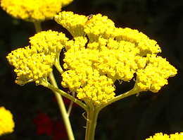 Yellow Yarrow