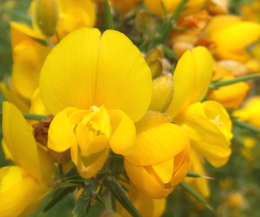 Gorse