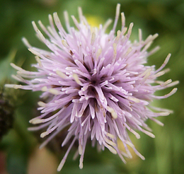 Creeping Thistle
