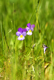 Heartsease
