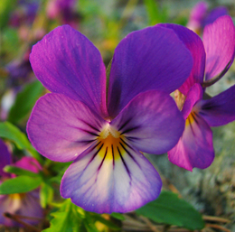 Heartsease