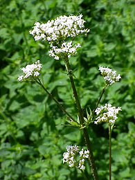 Valerian