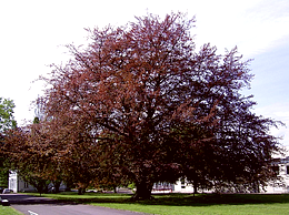 Copper Beech