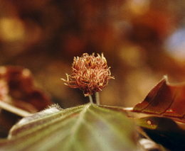 Copper Beech