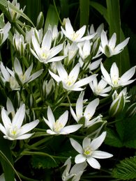 Star of Bethlehem