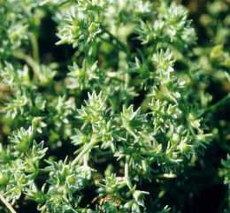 Scleranthus