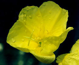 Evening Primrose