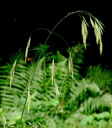 Wild Oat